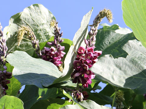 Pueraria lobata