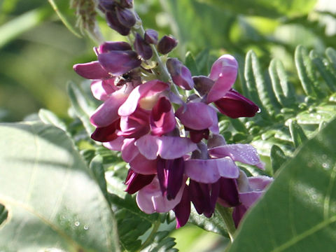 Pueraria lobata