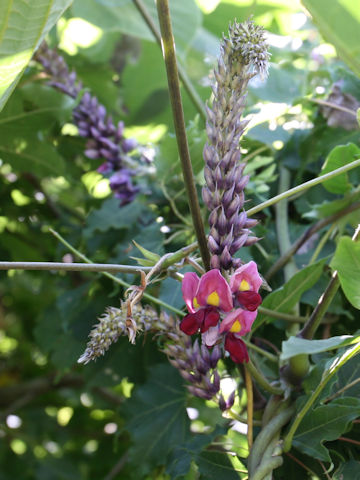 Pueraria lobata