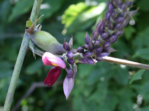 Pueraria lobata