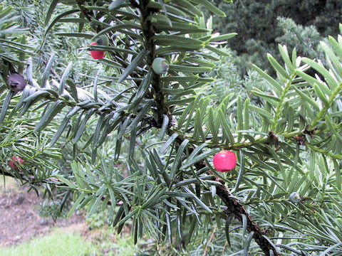 Taxus cuspidata var. nana