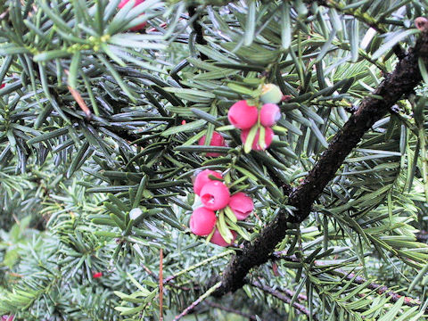 Taxus cuspidata var. nana