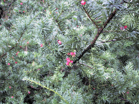 Taxus cuspidata var. nana