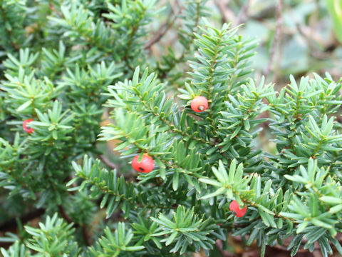 Taxus cuspidata var. nana