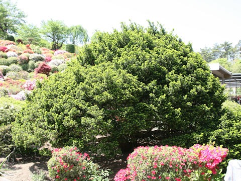 Taxus cuspidata var. nana