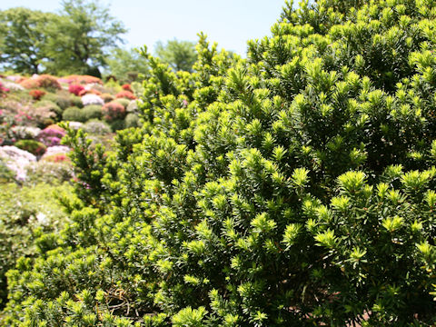 Taxus cuspidata var. nana