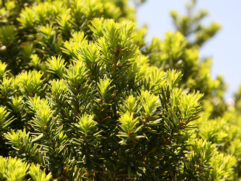 Taxus cuspidata var. nana