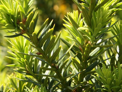 Taxus cuspidata var. nana