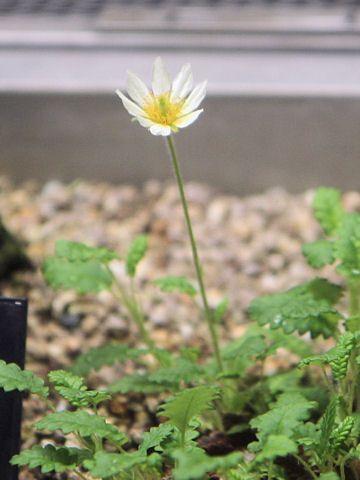 Dryas octopetala