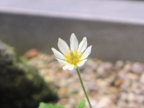 Dryas octopetala