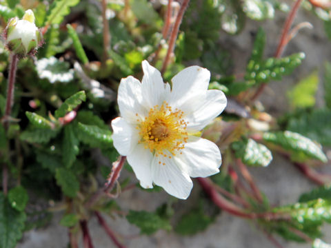 Dryas octopetala