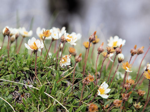 Dryas octopetala