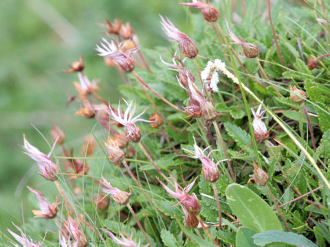 Dryas octopetala