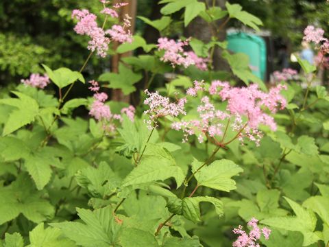 Filipendula x purpurea