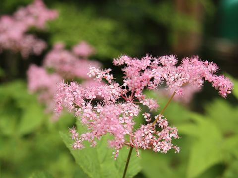 Filipendula x purpurea