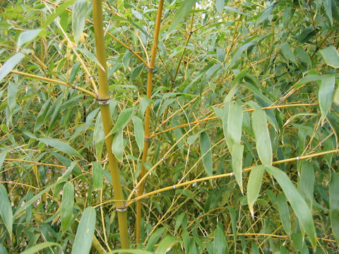 Phyllostachys flexuosa