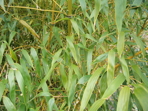 Phyllostachys flexuosa