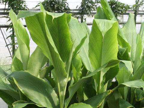 Curcuma aromatica