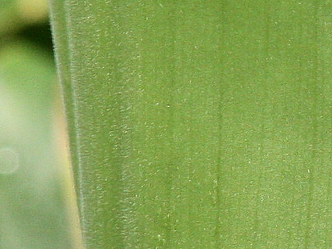 Curcuma aromatica