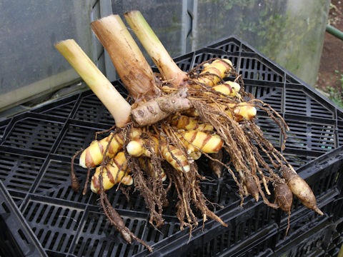 Curcuma aromatica