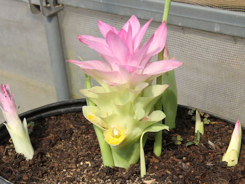 Curcuma aromatica