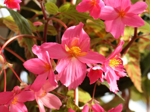 Begonia tuberhybrida