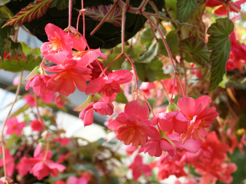 Begonia tuberhybrida