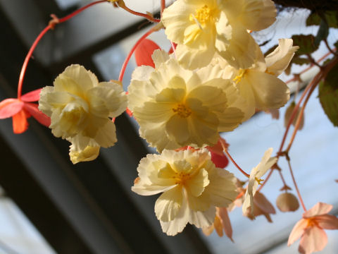 Begonia tuberhybrida