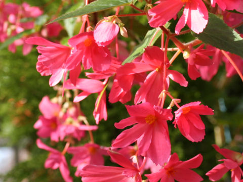 Begonia tuberhybrida