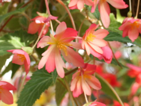 Begonia tuberhybrida