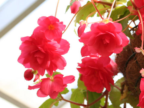 Begonia tuberhybrida