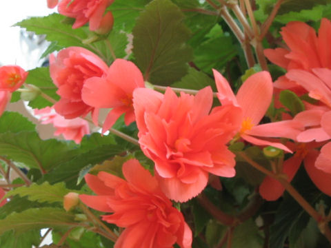 Begonia tuberhybrida