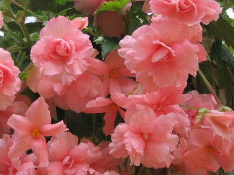 Begonia tuberhybrida