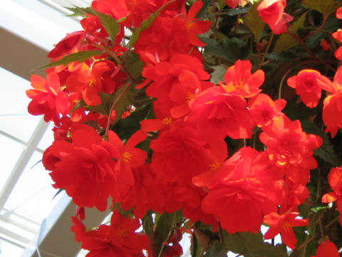 Begonia tuberhybrida