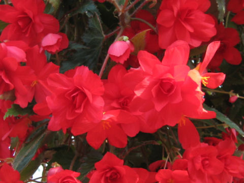 Begonia tuberhybrida