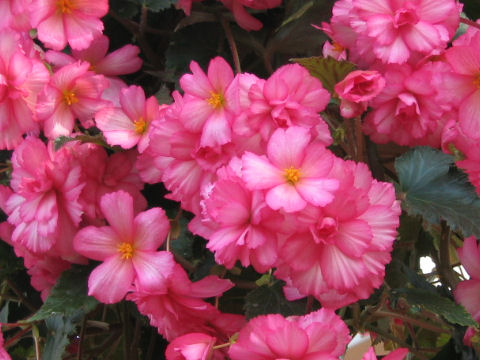 Begonia tuberhybrida