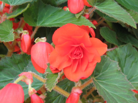 Begonia tuberhybrida