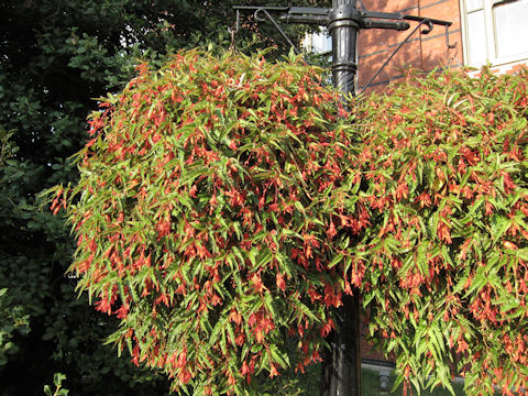 Begonia tuberhybrida