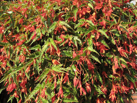 Begonia tuberhybrida