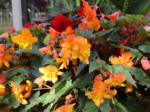 Begonia tuberhybrida