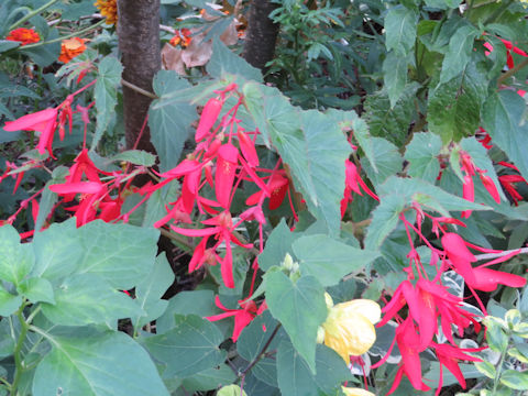 Begonia tuberhybrida