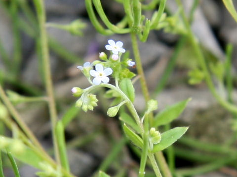 Trigonotis peduncularis