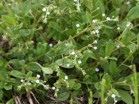 Trigonotis peduncularis