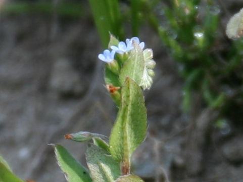 Trigonotis peduncularis