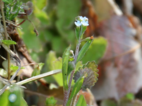 Trigonotis peduncularis