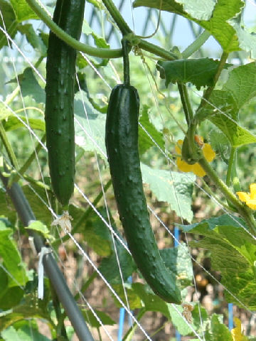 Cucumis sativus