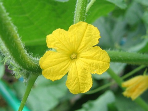 Cucumis sativus