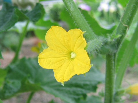 Cucumis sativus