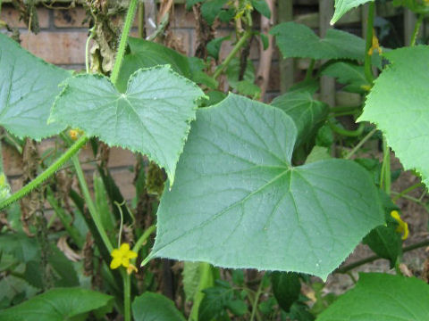 Cucumis sativus