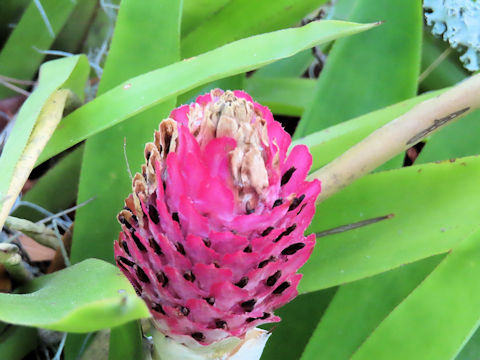 Quesnelia testudo